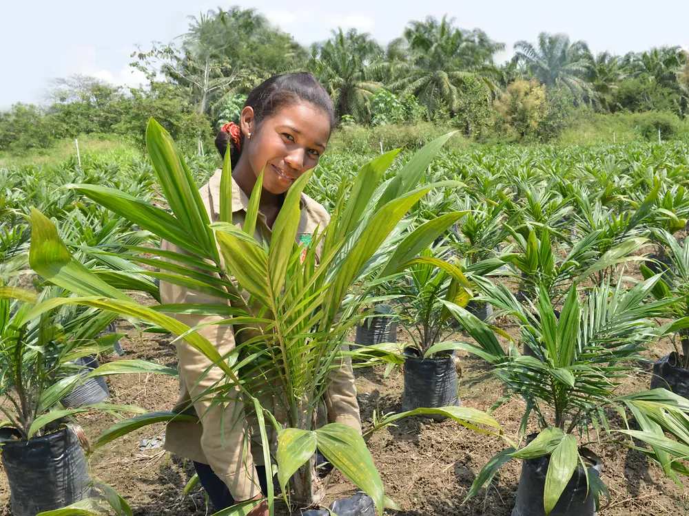 Palm oil plantation